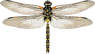 State Insect of Michigan Dragonfly