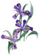 Michigan State flower Dwarf Lake Iris